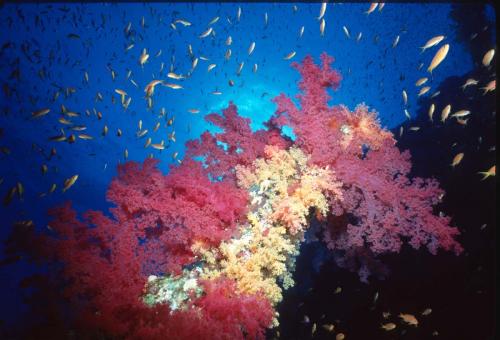Soft Coral Scenic 1